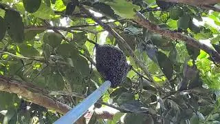 កូរឃ្មុំផ្លឹត កុំអោយវាដេក