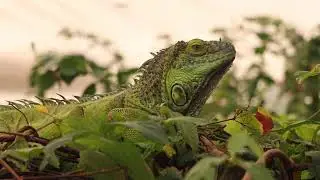 The UK's Largest Tropical Butterfly House - Stratford-upon-Avon Butterfly Farm