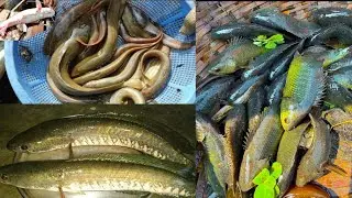 ताज़ा लोकल सिंधी मछली का भाव क्या है | Sol Fish Price Live | Local Singhi Machhali Mandi Live Price 