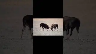Moose fights! Let&rsquo;s go! #moose #monday #wildlifephotography #fightscene #goodpart #nature #wild
