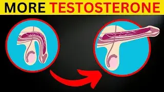 ERECTILE DYSFUNCTION Treatment EXPERT Shares Top 3 DRINKS for Boosting Testosterone!