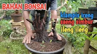 Jual bahan bonsai klampis ireng, saeng simbur, ileng-ileng, dll