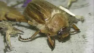 ИНСЕКТАРИЙ: 249. Хрущ Июньский (Amphimallon solstitiale)