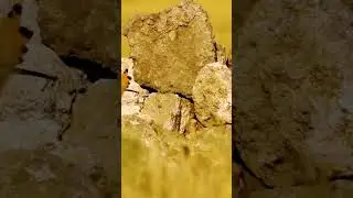 Hoopoe Feeds Hungry Chicks In Slow Mo