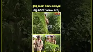 రైతన్న ఐడియా కి సలాం అనాల్సిందే పత్తి చేనులో గంజాయి మొక్క | Cannabis Trees Cotton Crop | CVR News