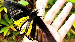Freshly Hatched Male Birdwing Butterfly @Firsttimebyncn