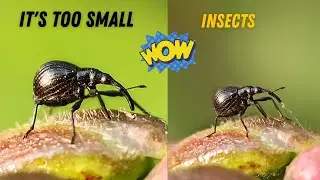 Insects Macro Video.