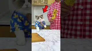 Owner Tries to Take Cat's Ice Cream ‼️😱