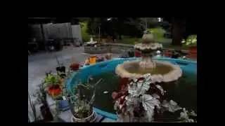 Tree Frogs Gone Wild