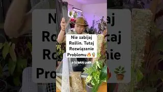 Dlaczego Twoja monstera nie rośnie w g&oacute;rę? 🌿 Palik i spagnum robią r&oacute;żnicę