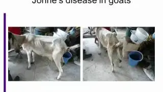 Johne's disease in goats