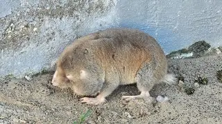 Have you ever seen a live mole?
