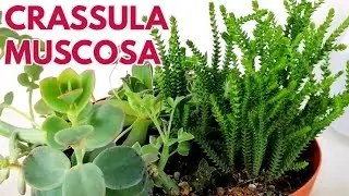 crassula muscosa o cordon de San José suculentas donsuculento