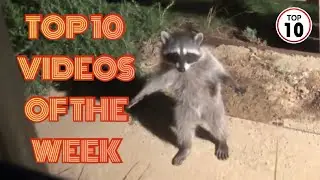The Racoon Bandit - TOP 10 VIDEOS OF THE WEEK (REDDIT-Youtube)