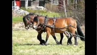 park&ouml;rning med nordsvenska h&auml;star