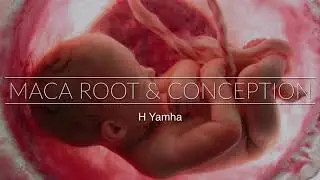 Conceived with Maca root in 45 days | Pregnant with Maca Root | Natural conceiving