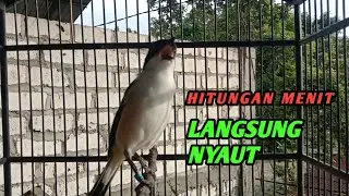 BURUNG CENDET GACOR DORR, pancingan cendet susah bunyi 