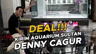 AQUARIUM SULTAN @dennycagurtv2025  SIAP DIHIASI ZORA DISCUS & AQUAIR INDONESIA