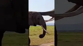 Elephant Romance&rdquo; &mdash; A Gentle Giant Love Story 🐘❤️