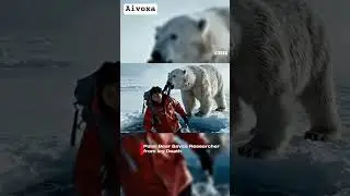 Polar Bear Saves Researcher from Icy Death #humanity #bear #animals