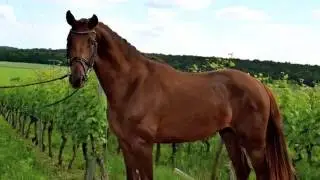 * SOLD Livaldi Stallion *2014 Livaldon x His Highness / Weltmeyer