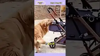 Hero dog #hero #dog #viral
