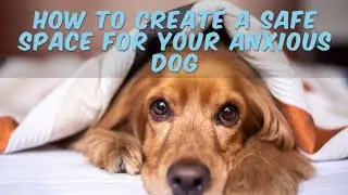 How to Create a Safe Space for Your Anxious Dog
