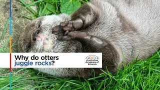 Why do otters juggle rocks?