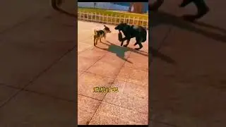 Dog&Turtle#turtlebite#fastturtle