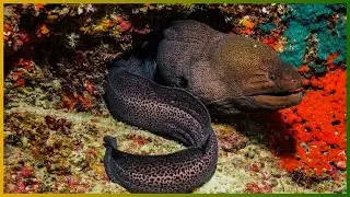 The Spotted Moray: Guardian of the Coral Reefs: The Reef&rsquo;s Silent Hunter