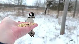 Hand-feeding Birds in Slow Mo - Tufted Titmice, Downy Woodpecker, White-breasted Nuthatch