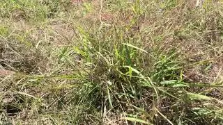 Purple lovegrass