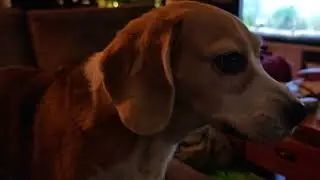 Our pet Beagle getting the Zoomies 🤣