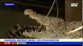 Канадец держал дома 150 крокодилов