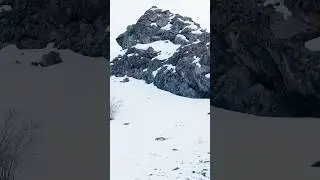 3 Snow Leopards!