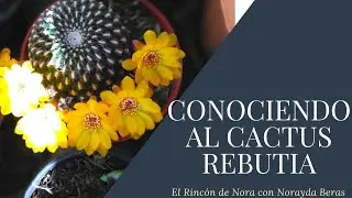 CACTUS REBUTIA😍🌵 ||El Rinc&oacute;n de Nora