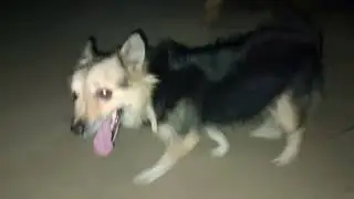 meri lushu  med for अमेरिकी