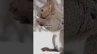 5 Fun Facts About Squirrels | Nature&rsquo;s Little Acrobats! #squirrel #wildlife #animalshorts