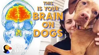 What Happens To Your Brain When You Pet a Dog? | The Dodo