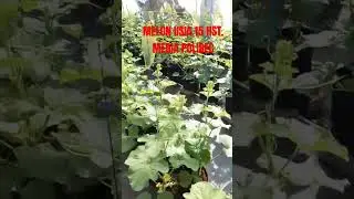 MELON USIA 15 HST, MEDIA POLIBEC