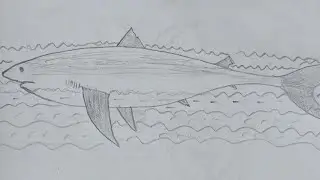 Drawing video fish l