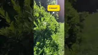 Пять видов кустарников, которые приживутся в любом саду!  #красивыйсад #кустарники #сирень#барбарис