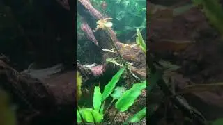 Otocinclus catfish #aquascape #aquarium #plantedtank #fish