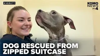 Dog found tied up, zipped inside suitcase rescued by Everett police