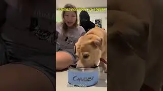 others dog food vs robber #edit #troll #trollface #usa #dog #newyork #tiktok #fyp