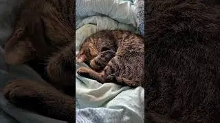 Deep sleep #love #cat #sweet #superrelax