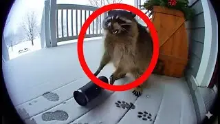 Animals Reacting to Coffee and Going Wild on Ring Cam | Funny CCTV Compilation