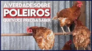 Os POLEIROS são realmente necessários? A verdade que não te contam!