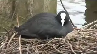 coots nesting