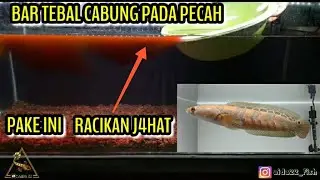 Treatment pecahkan Cabung Channa MARU RED BARITO pake racikan jahat.